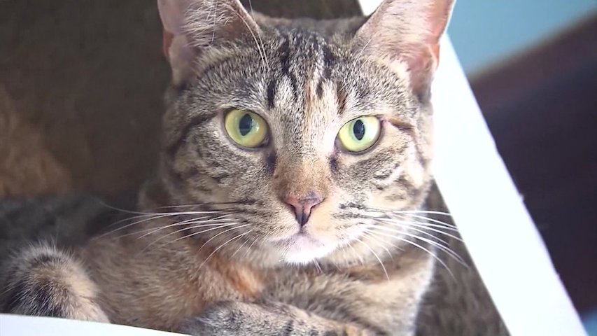 Video thumbnail for NYS bill would create regulations for pet boarding facilities, but support remains unclear