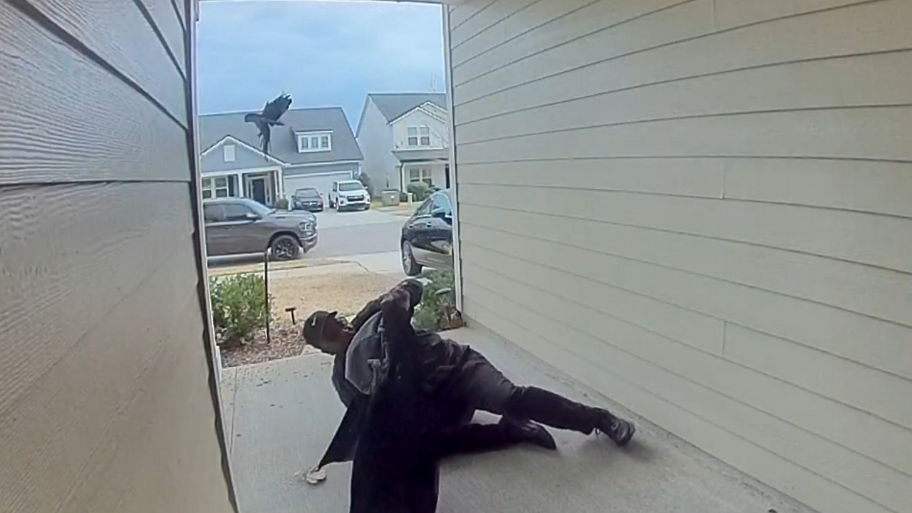 Video thumbnail for Man Dodges Fierce Bird Attack at His Front Door