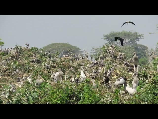Video thumbnail for crane Natural life bird#birds #nest#nest