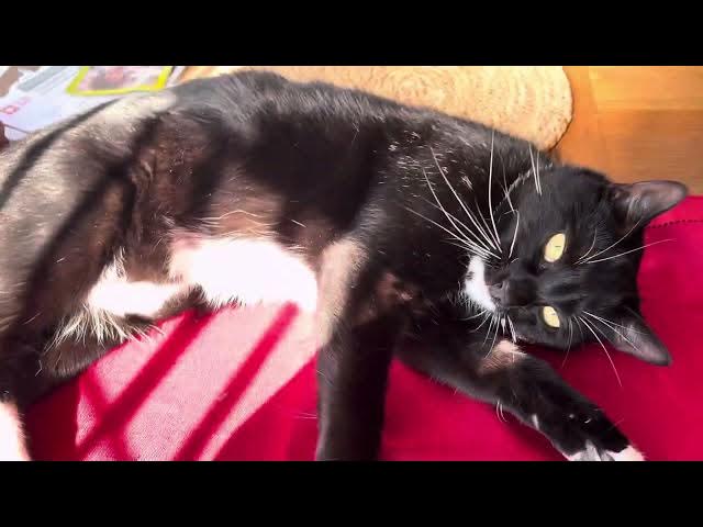 Video thumbnail for Freddie is enjoying the warm weather 🥰