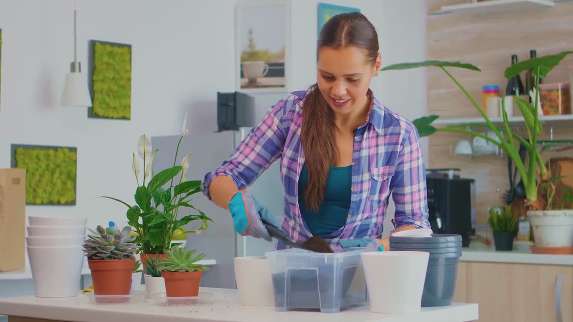 'Video thumbnail for How to Grow Pansy Flowers'