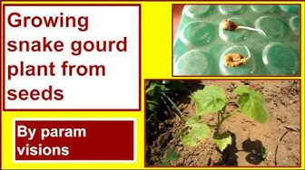 'Video thumbnail for Growing snake gourd plant from seeds / Germinating snake gourd plant from seeds'