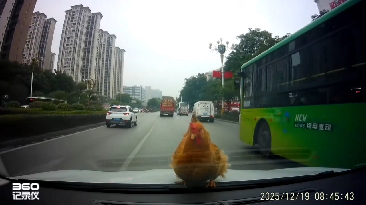 Video thumbnail for Chicken Takes a Ride on a Highway Car Hood