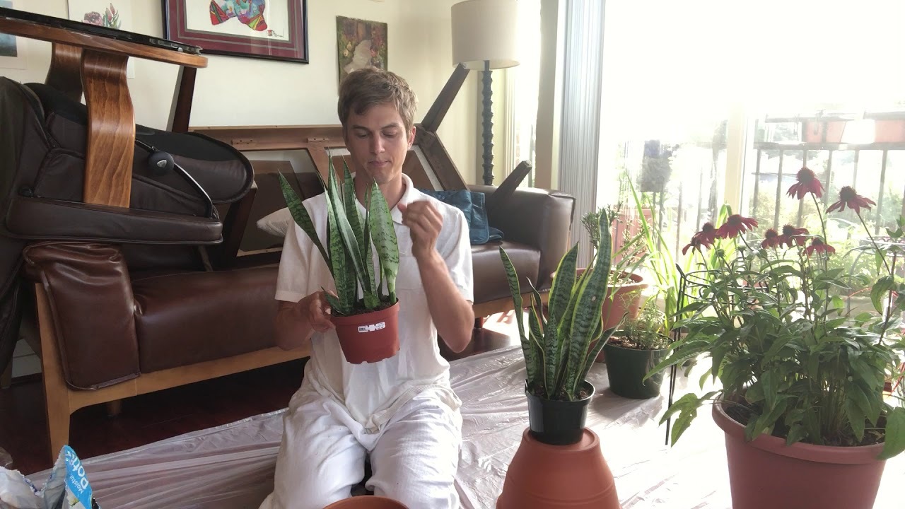 Video thumbnail for Houseplant Care: Sansevieria aka Snake Plant aka Mother in Law Tongue