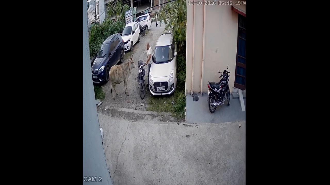 Video thumbnail for India: Life-Threatening Attack by a Stray Cow on an Animal Rescuer in Dehradun.