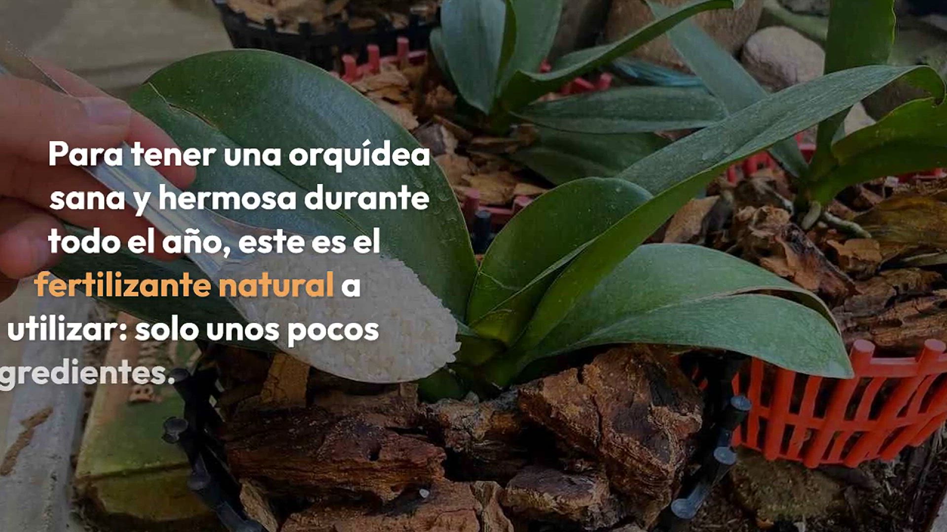 Video thumbnail for Este fertilizante natural ayudará a su orquídea a mantenerse saludable durante 4 temporadas