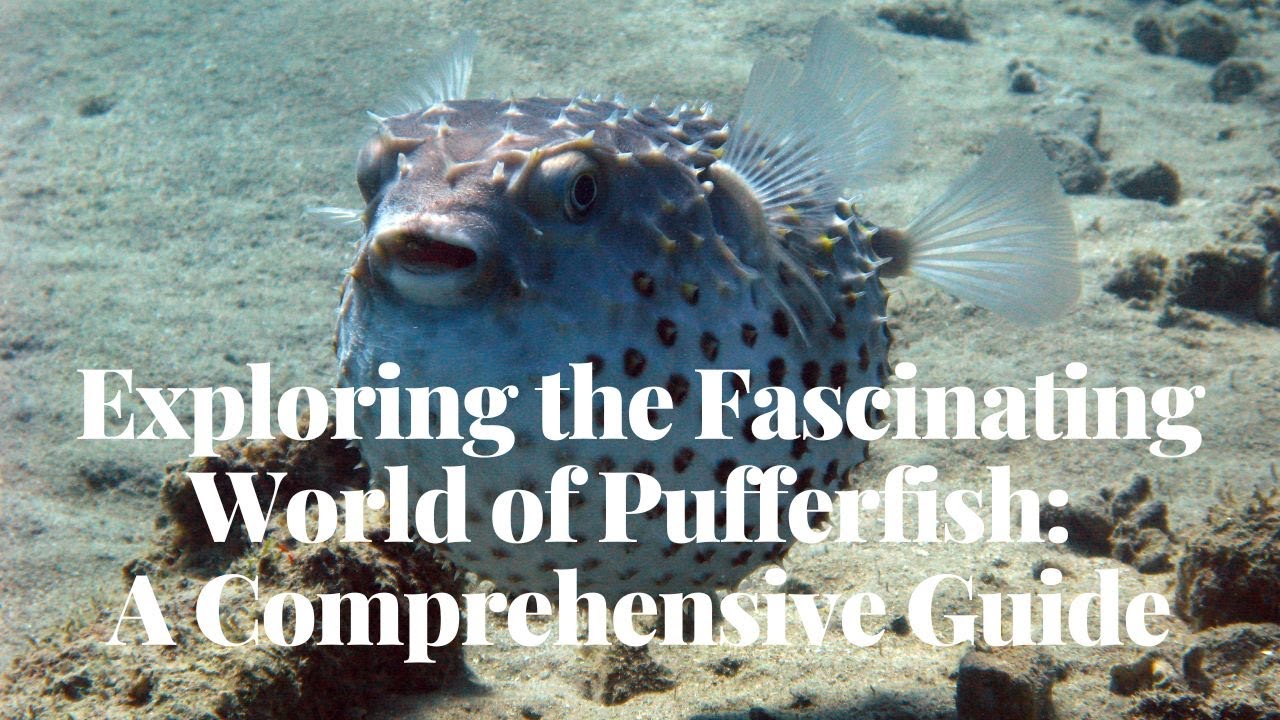'Video thumbnail for Exploring the Fascinating World of Pufferfish: A Comprehensive Guide'