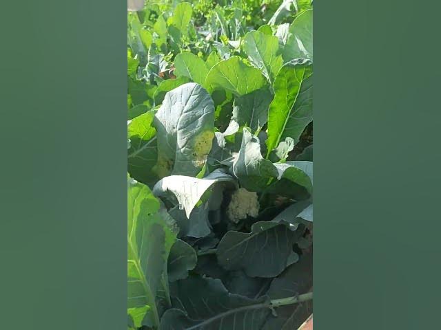 #shortvideo #sabji Phool gobhi sabji mandi