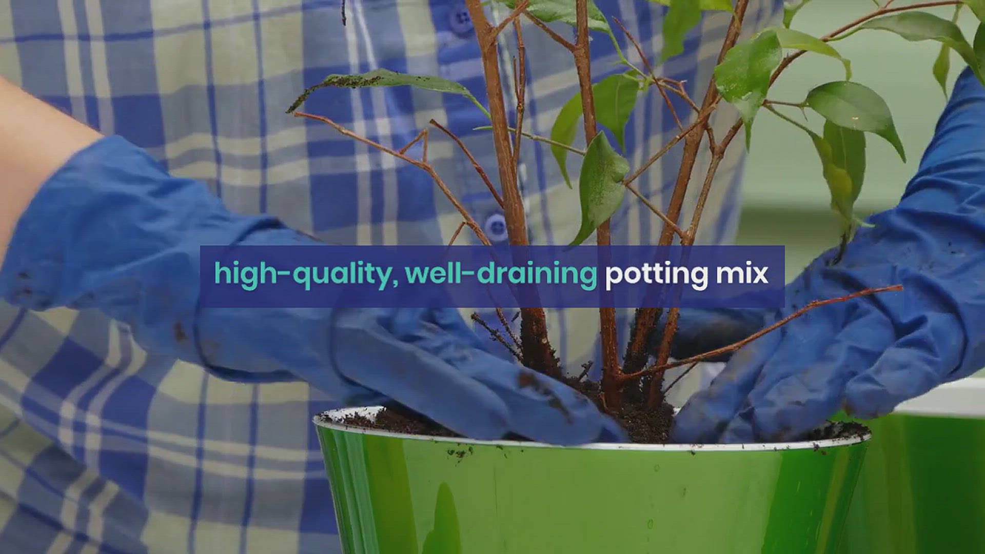 'Video thumbnail for How to Grow Spinach in a Container'