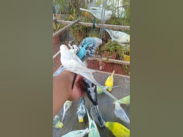 Video thumbnail for 💤 “Só 15 segundos de paz    Quer 2 horas de sono profundo 🌙 Veja na bio!”