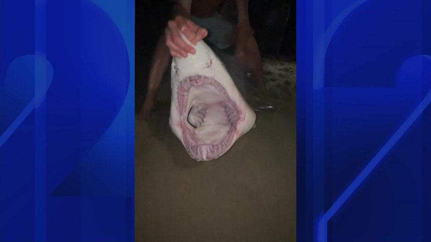Video thumbnail for New Jersey's shark fishermen are following law - but sparking debate over their methods