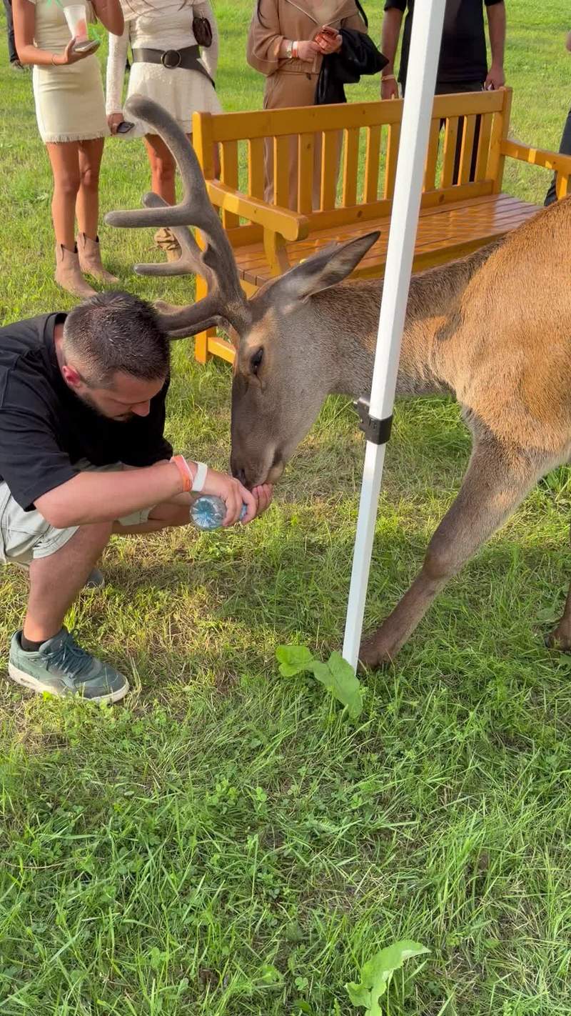 Video thumbnail for Gentle Deer Drinks Water from Human Hands