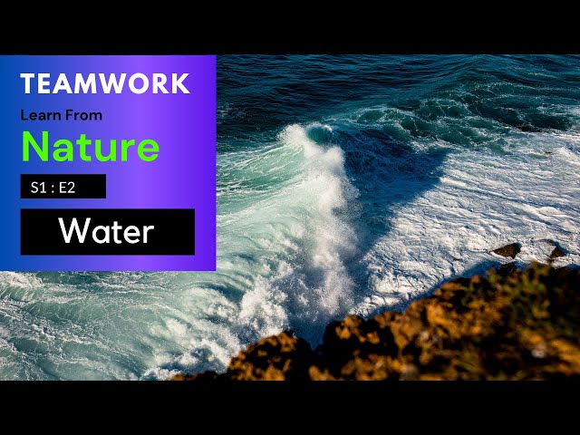 Video thumbnail for Teamwork | Learn from Nature | S1E2 | Water Element
