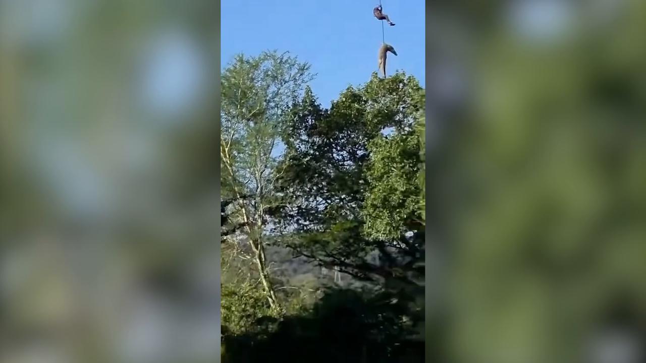 Video thumbnail for South Africa: S.Africa police airlift crocodile from Komati River after suspected ingestion in missing person case.