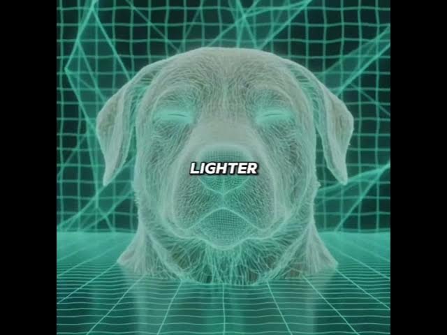 Video thumbnail for When your dog knows it's time, according to psychology, he looked at you one last time.