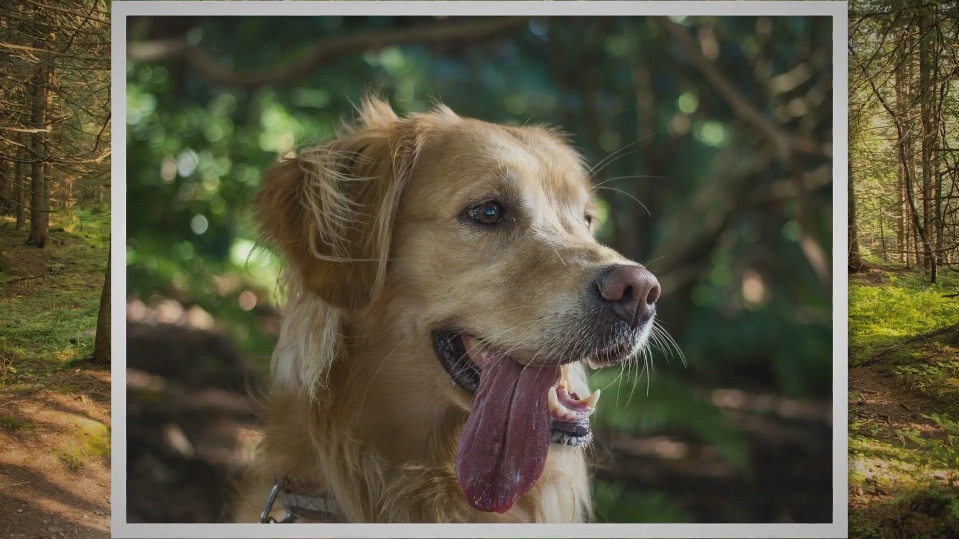Video thumbnail for Dog obsessed with the breaks of tennis balls