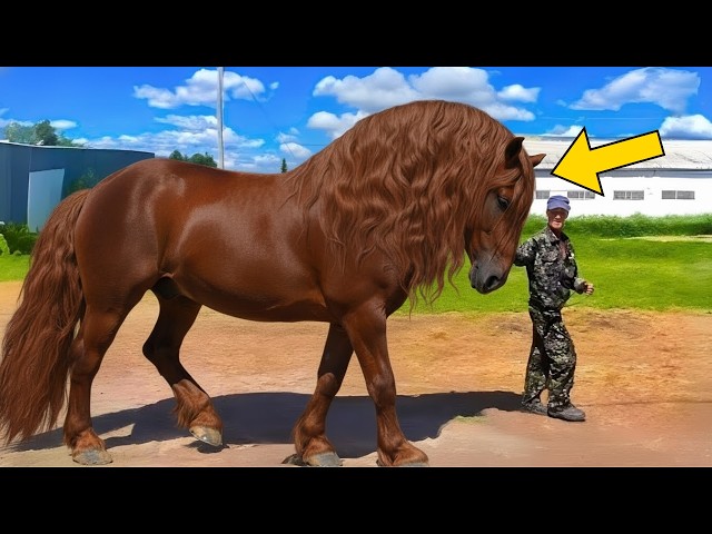 Video thumbnail for Man Trains Giant Horse For Competition - When Judges See It, They Call the Police