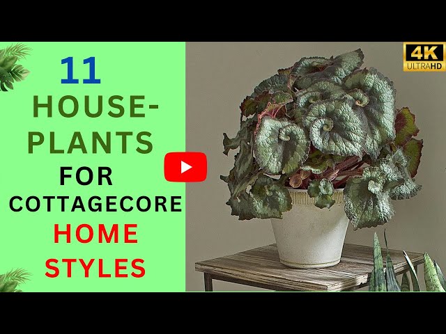 Video thumbnail for 11 Houseplants for Cottagecore Home Styles | Recommendations for Cottagecore Houseplants