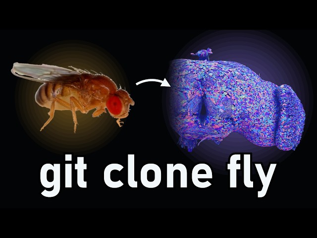 Video thumbnail for The Internet Is Torturing a Fruit Fly (it isn't)