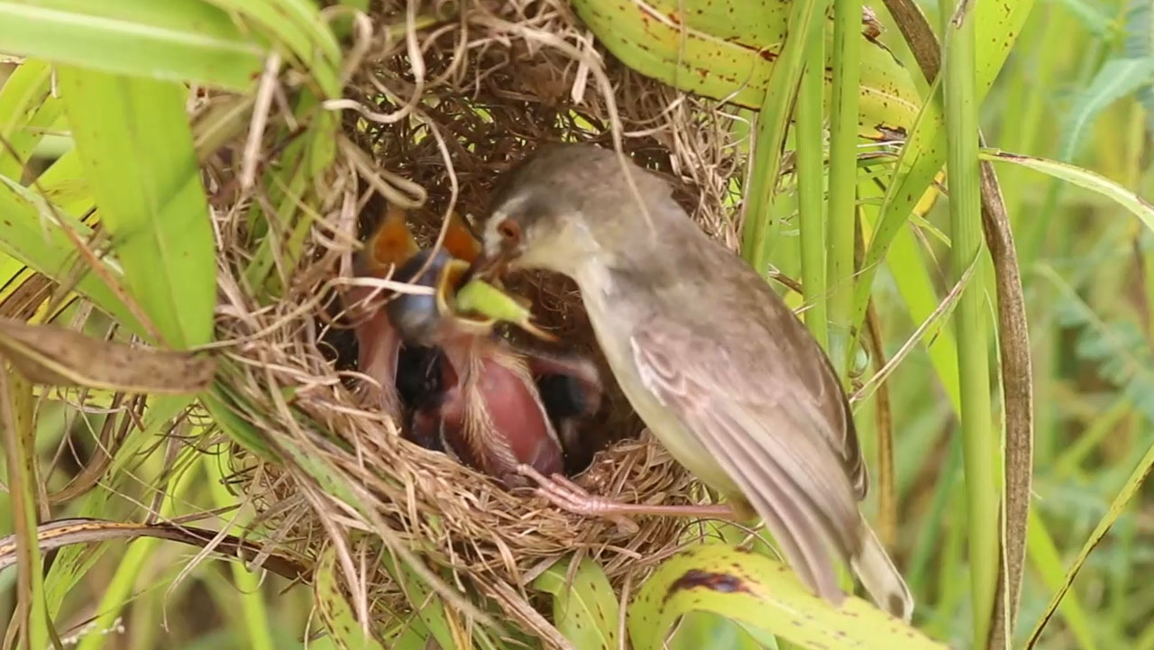 'Video thumbnail for Mother Bird Feed #birdparenting #birdwatching #birdslover #birdspotting #trending #birds'
