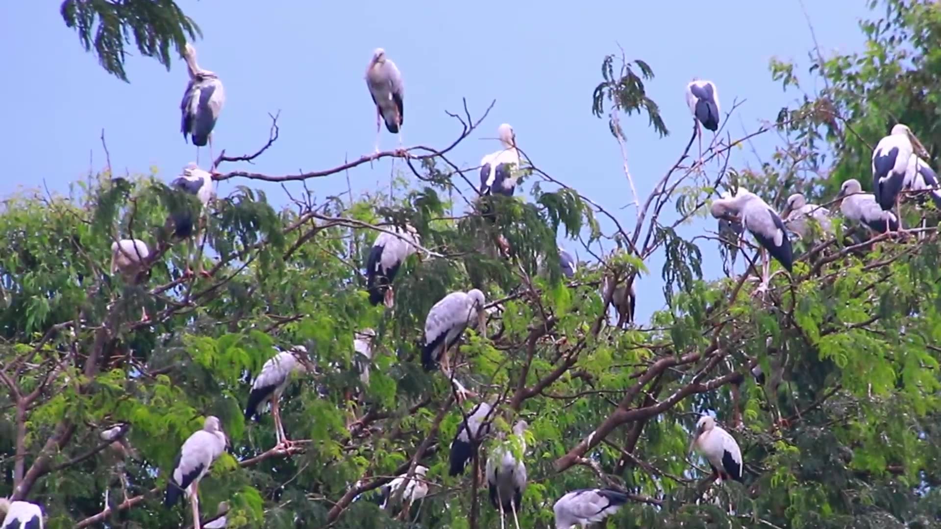 Video thumbnail for Bird sleep on nest the everning at Area Zoo bird