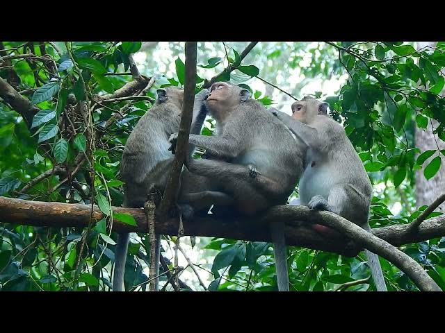 Video thumbnail for Enjoy the monkey life in the morning#monkeysr #cute