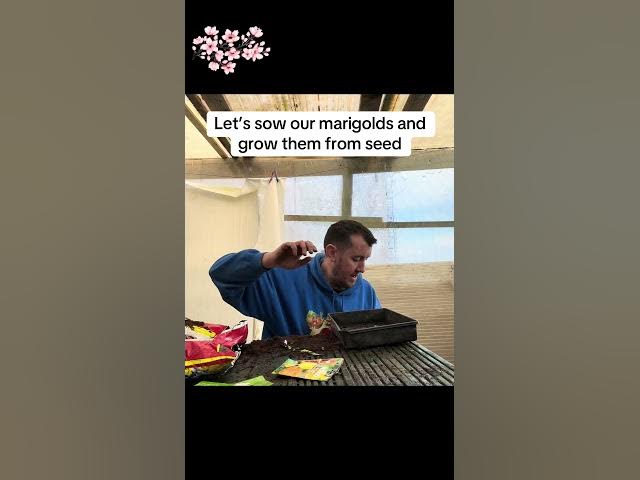 Video thumbnail for How to Grow Marigolds from Seed | Easy Flowers for Any Garden (UK Guide)