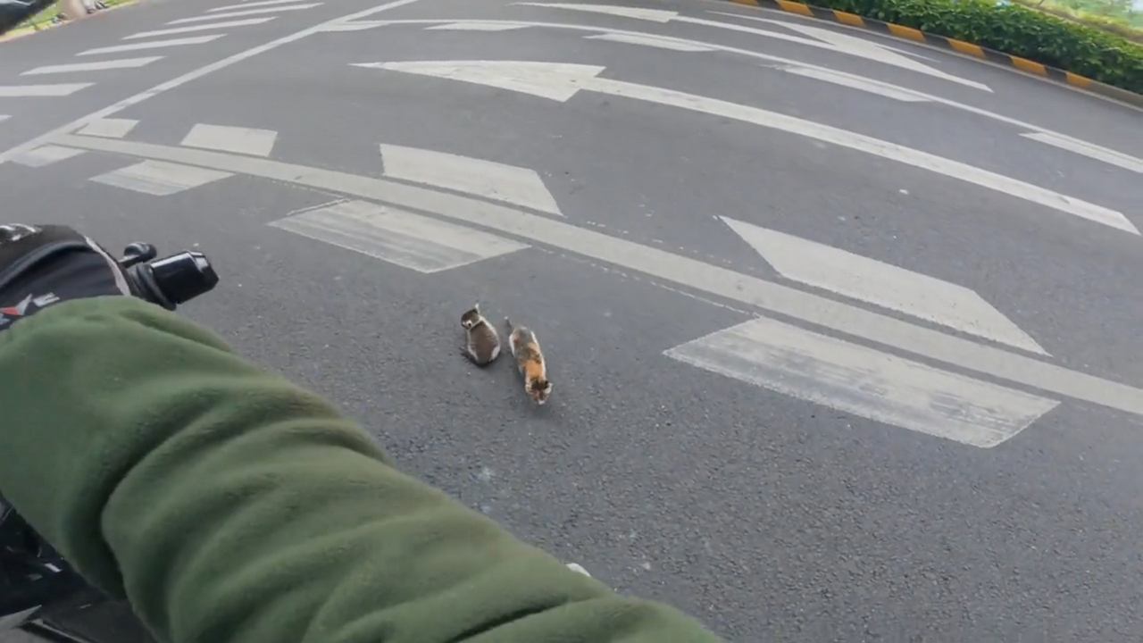 Video thumbnail for Motorcyclist Saves Two Stray Kittens on Busy Road