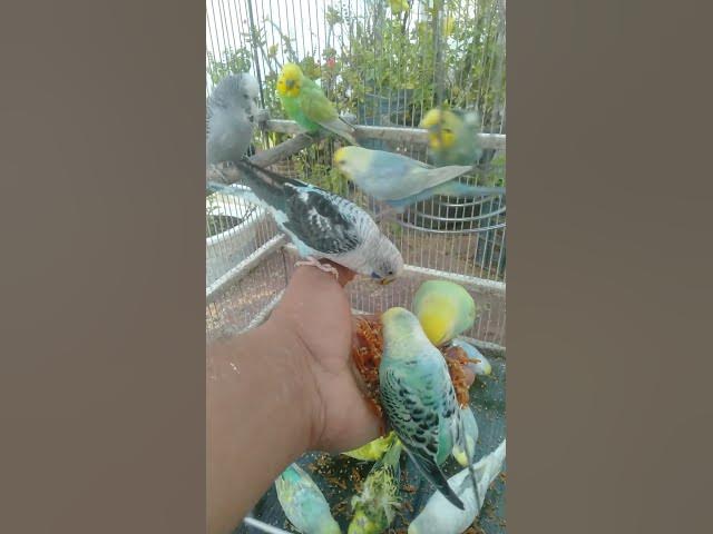 Video thumbnail for Budgie Colors So Perfect It Feels Unreal ๐โจ