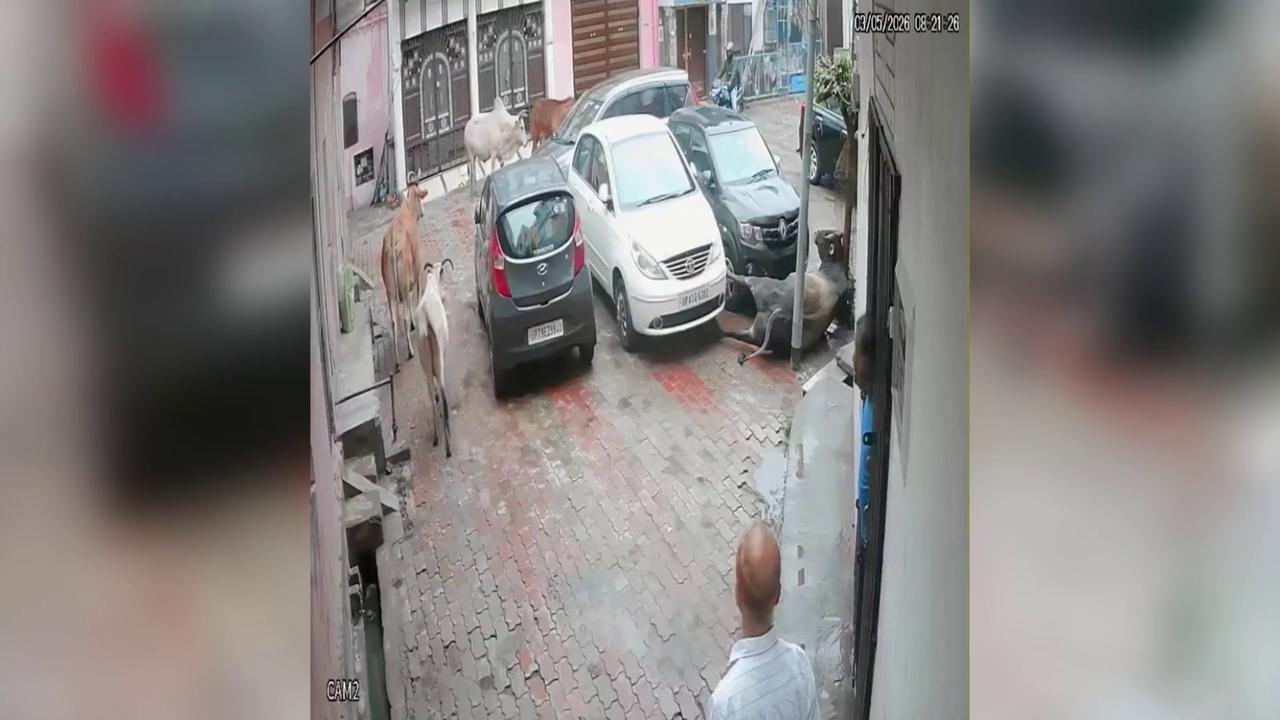Video thumbnail for India: Neglected wire turns fatal as bull electrocuted despite complaint filed months earlier.