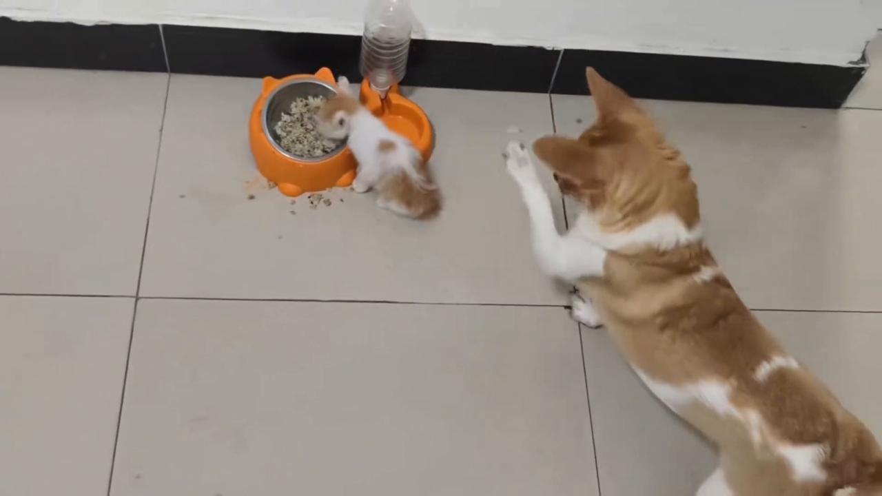 Video thumbnail for China: Chinese dog gently watches newly adopted kitten.