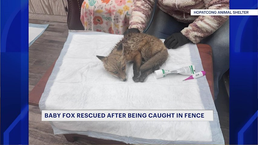 Video thumbnail for Baby fox rescued after becoming caught in Netcong fence