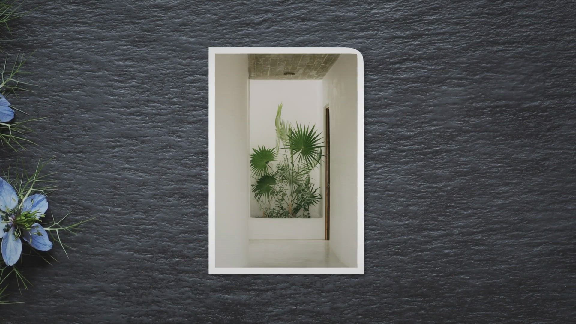 Video thumbnail for Plants in the Hallway and Landing: A Guide to Elevating Your Home’s Style
