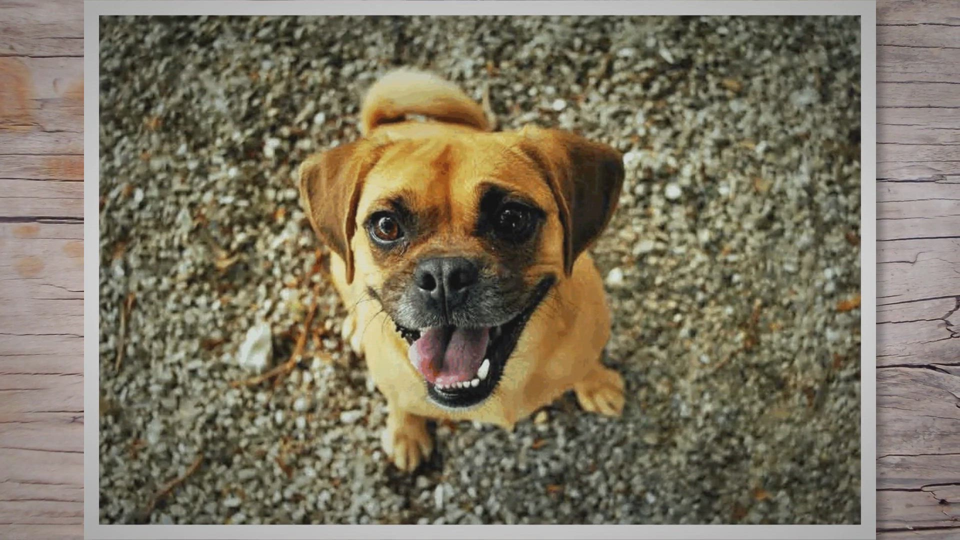 Video thumbnail for Jack Russell Pug Mix (Jug) - Not A Good Cross Breed?