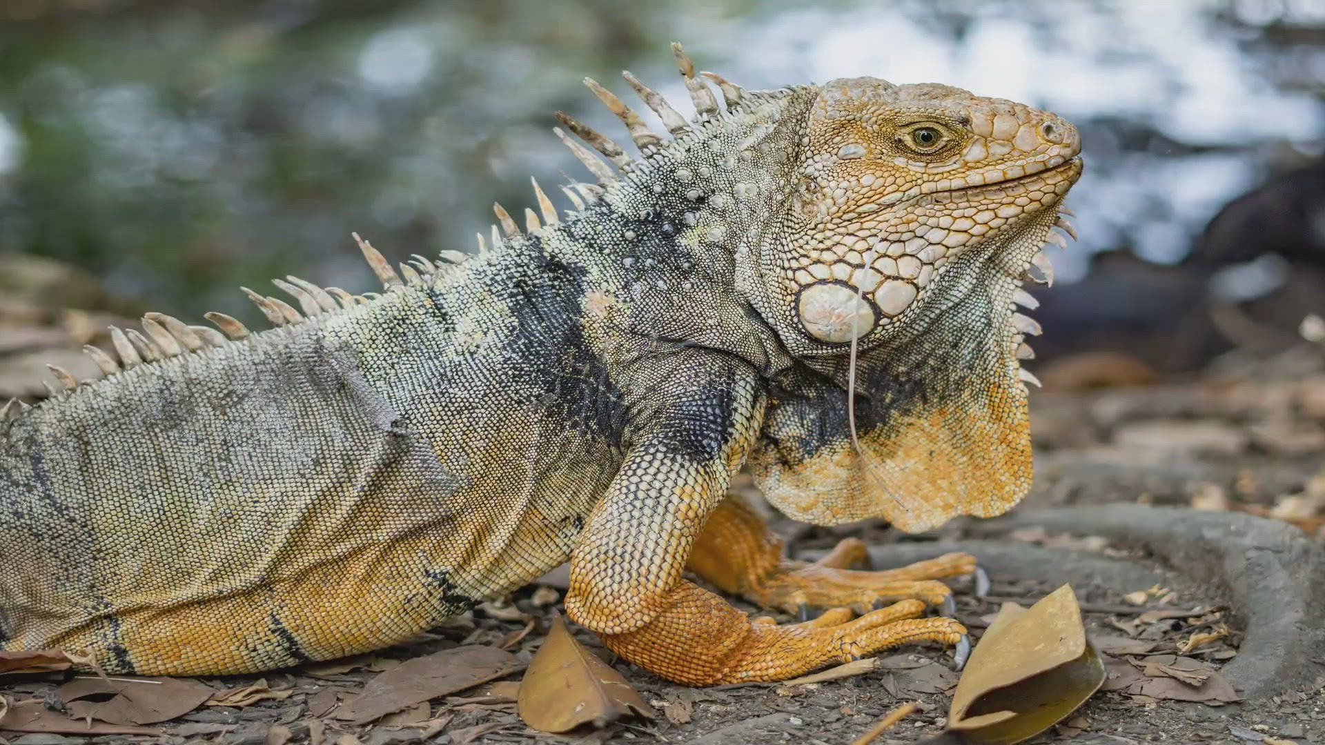 Curated visual reference: Visual Reference: Iguana Care Complete Guide Care Sheet