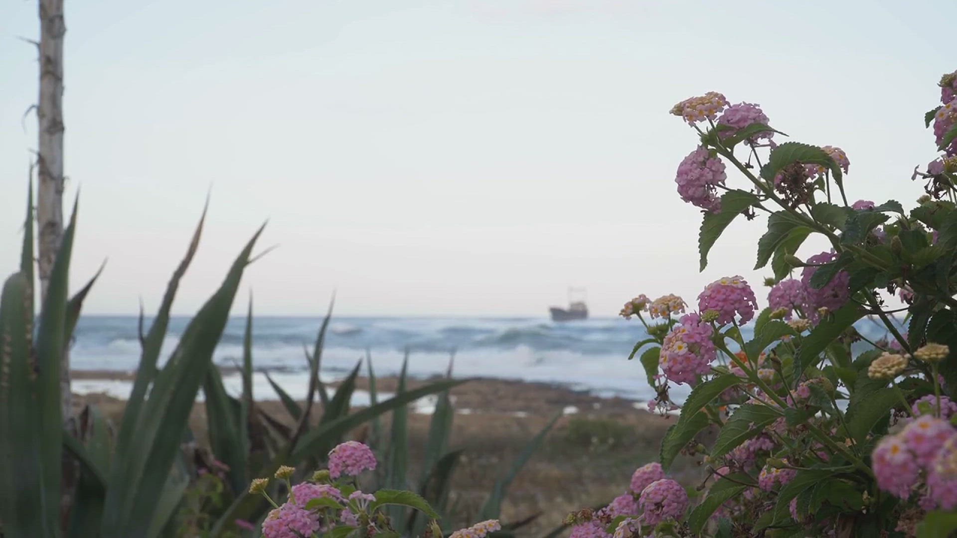 'Video thumbnail for How to Grow Sea Holly Eryngium Flowers'