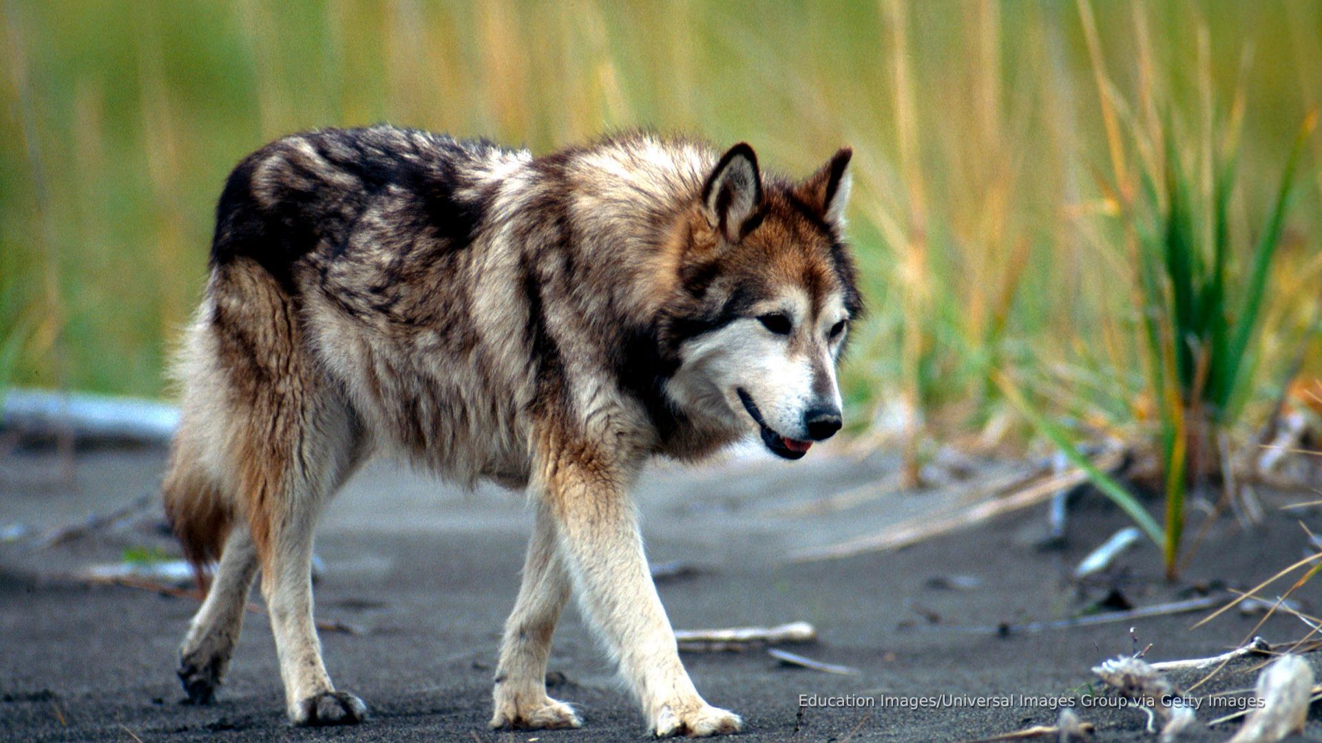 'Video thumbnail for Demand for wolf dogs leaves wolf conservationists howling'
