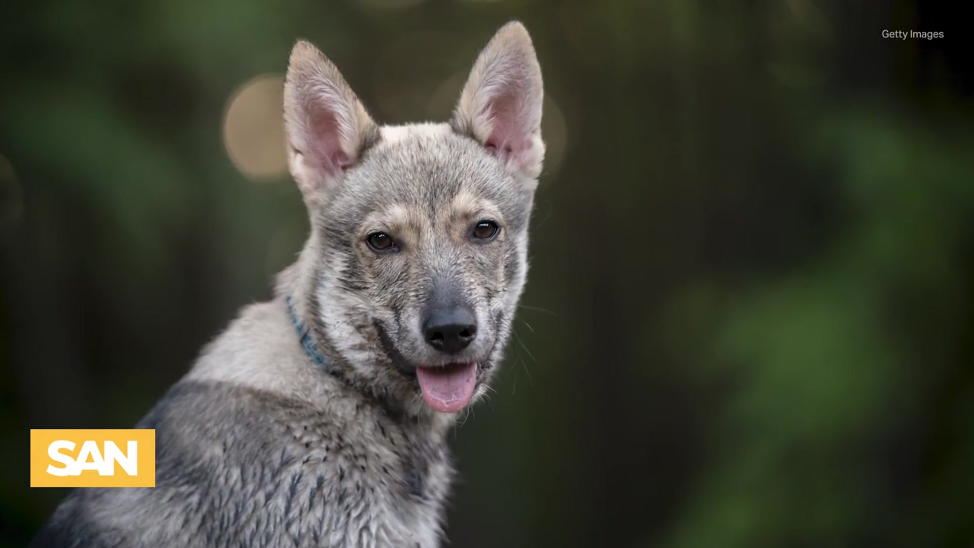 'Video thumbnail for Demand for wolf dogs leaves wolf conservationists howling'