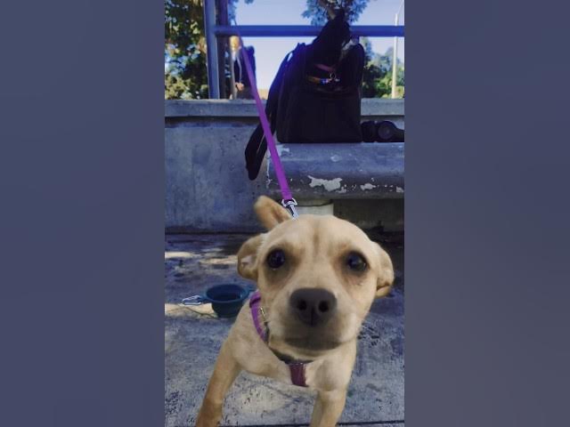 Video thumbnail for The Most Adorable Dogs That Will Melt Your Heart