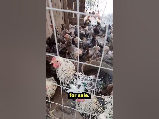 Video thumbnail for Chickens For Chicks Farm Walkthrough Sept 14, 26