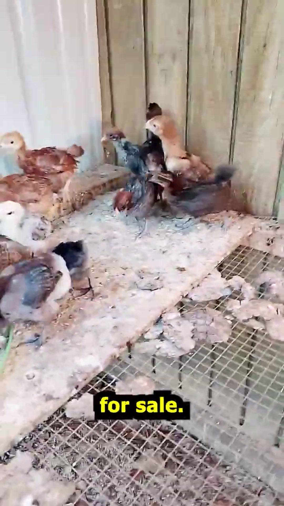 Video thumbnail for Chickens For Chicks Farm Walkthrough Sept 14, 26