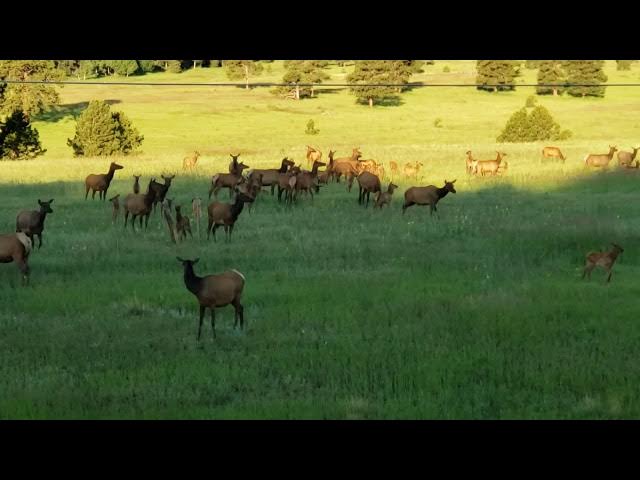 Video thumbnail for Elk Meadow (near Evergreen, CO) 07-03-21