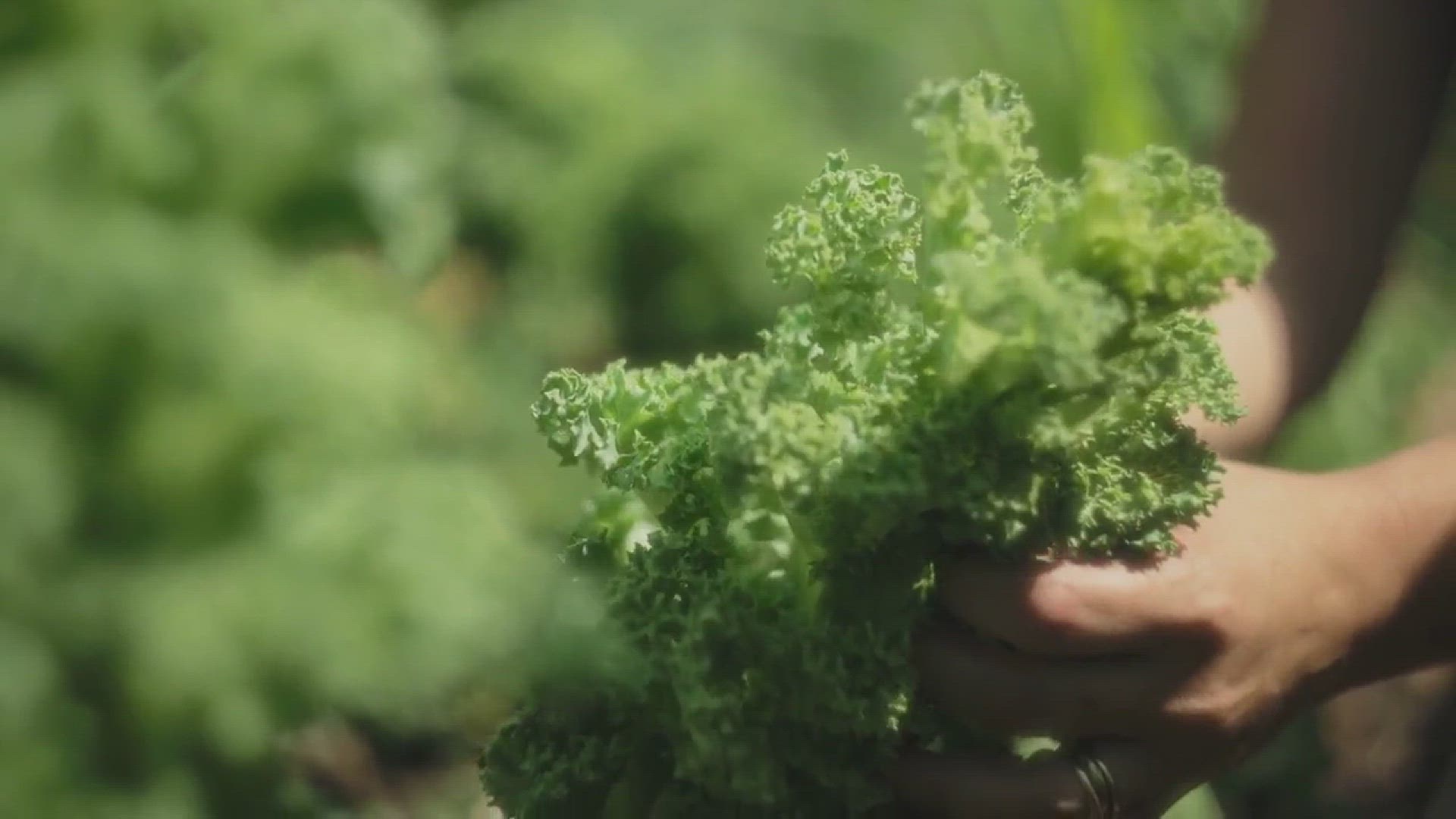 'Video thumbnail for Tips for Growing Kale in the Garden'