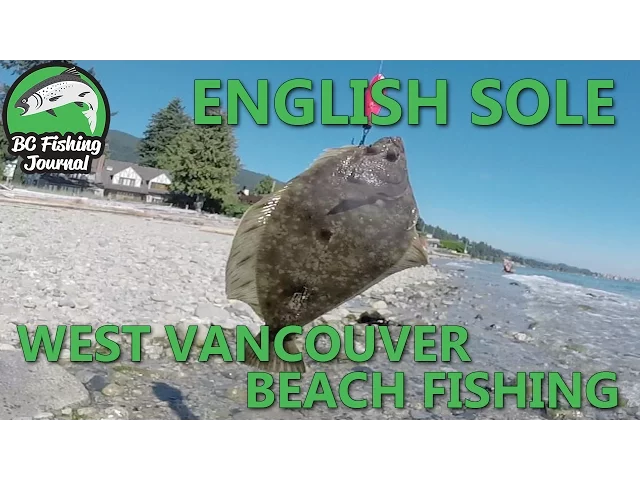 Video thumbnail for English Sole fish - West Vancouver Beach Fishing