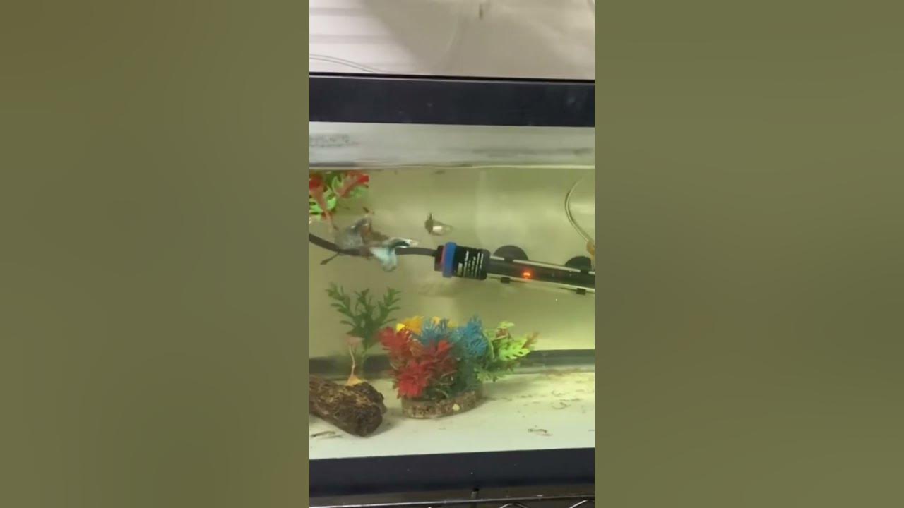 Video thumbnail for Half black blue guppies
