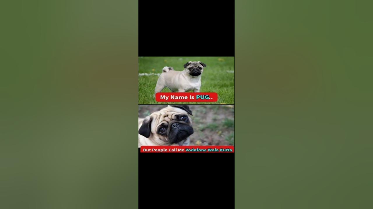 'Video thumbnail for funny memes that will make you laugh #301 || legend memes || funny relatable memes 😃 #shorts'