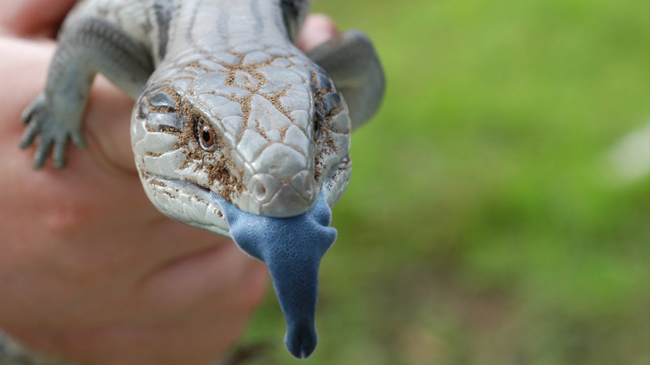 Video thumbnail for 10 Animals Whose Evolution Went Wrong