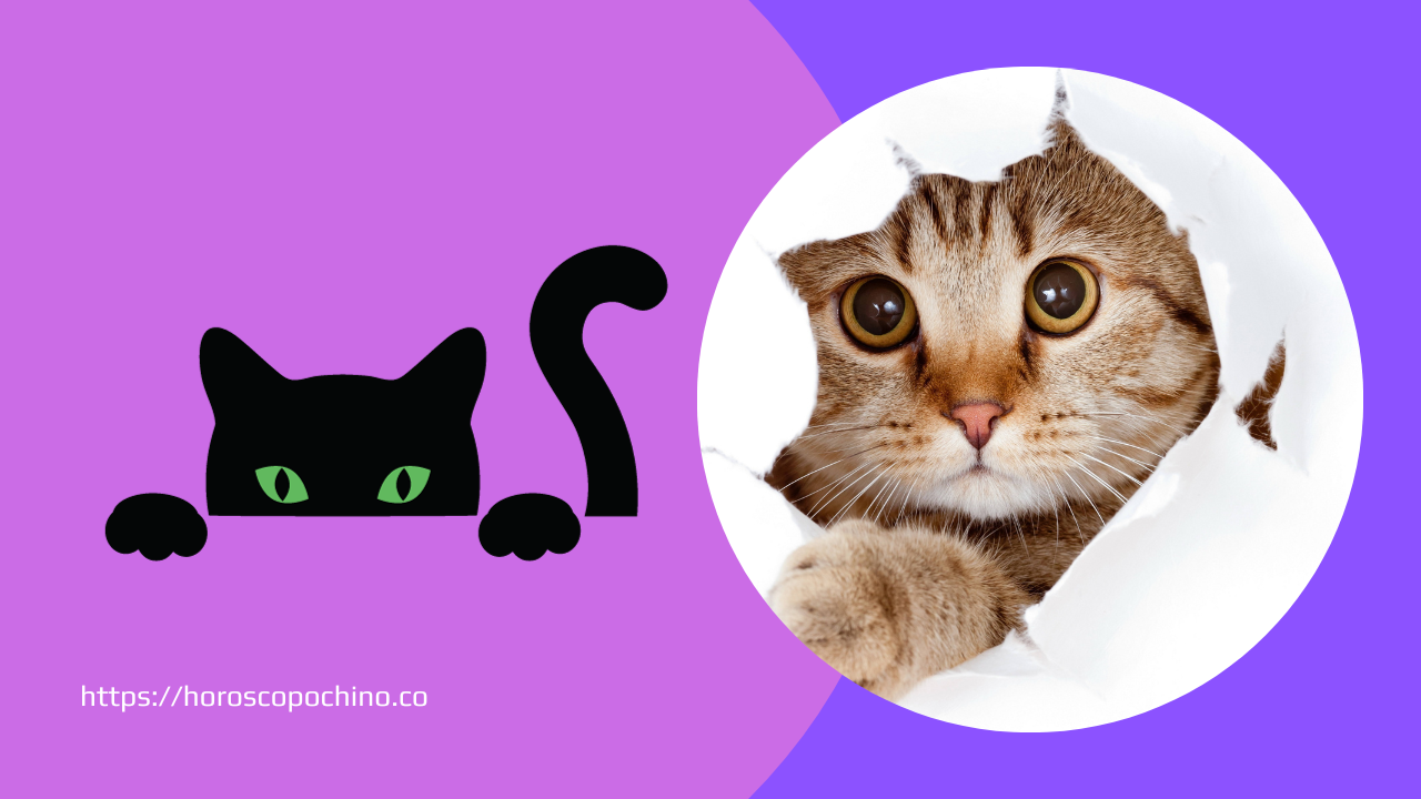 'Video thumbnail for Dromen over katten'