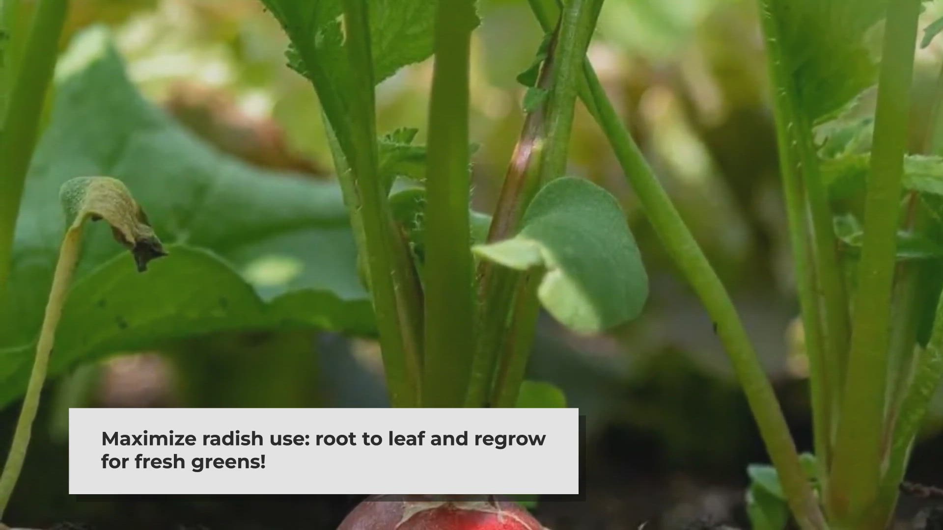 Video thumbnail for From Root to Leaf: Maximizing Your Radishes for Health and Sustainability