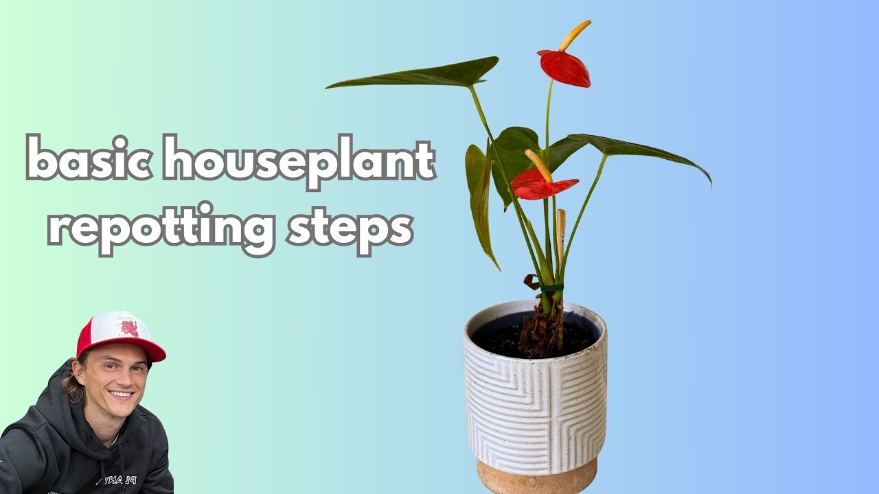 Video thumbnail for Easy HOUSEPLANT Repotting Steps for Beginners